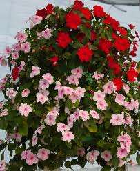 IMPATIENS HOLSTII MISCUGLIO GR.10